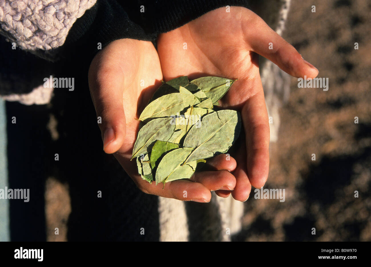 Young Argentinean woman cupping coca leaves (Erythroxylum coca) in her hands, Tren a las Nubes or Cloud Train station near Lagu Stock Photo