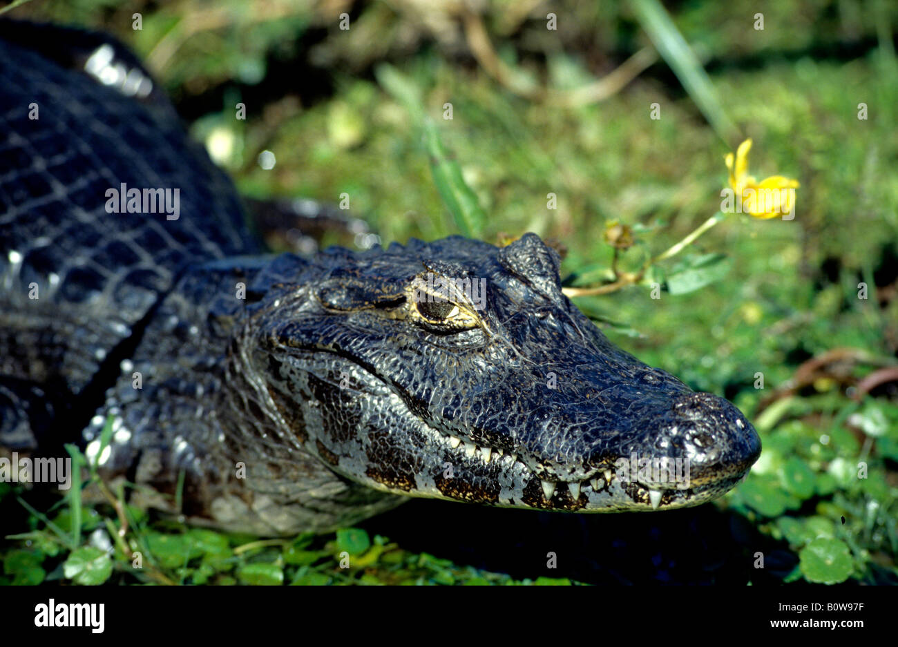 Yacare Caiman Caiman Yacare In Esteros Del Iber Wetlands Stock