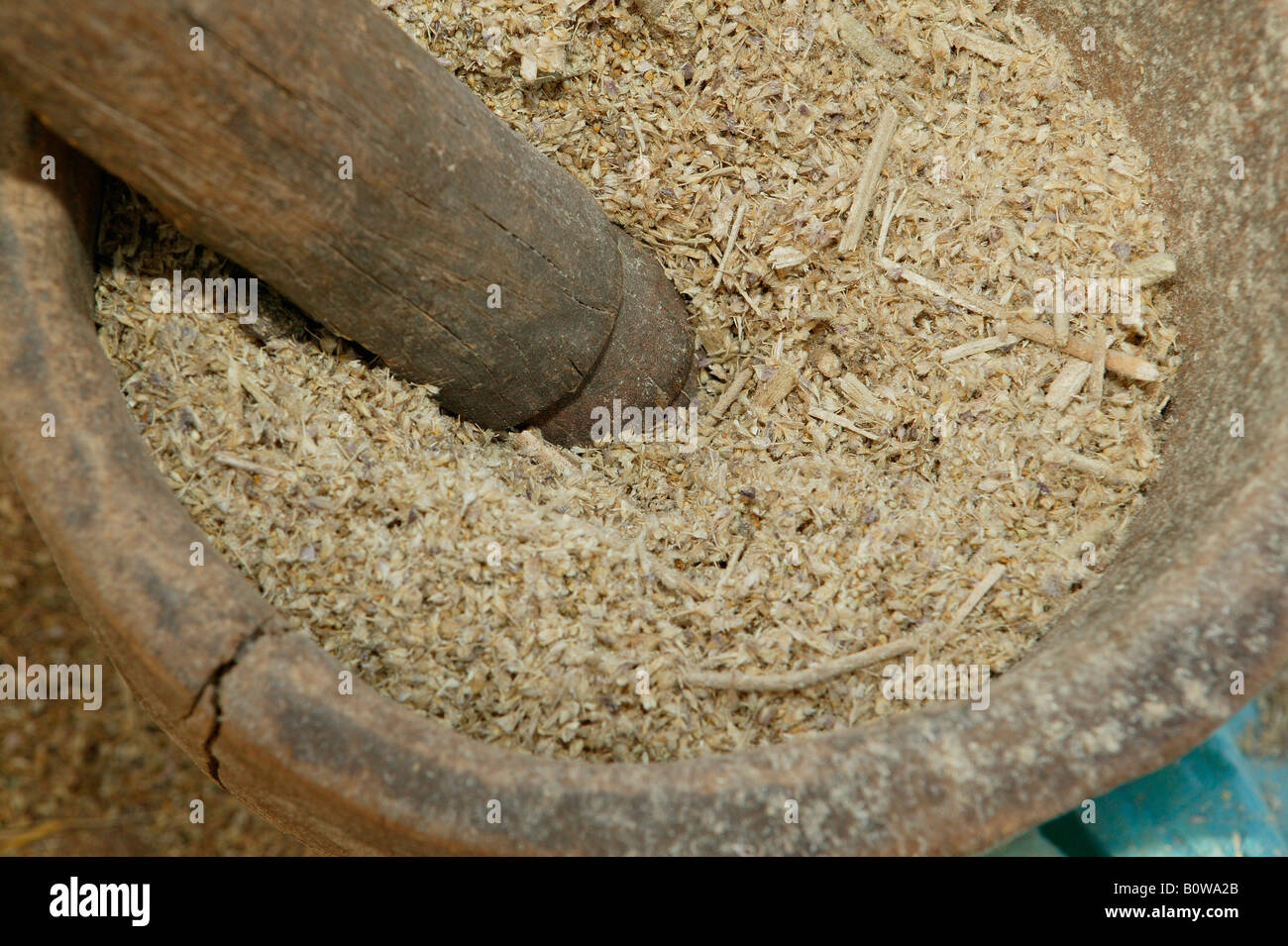 Millet, Houssere Faourou, Cameroon, Africa Stock Photo