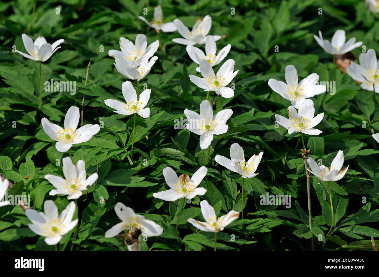 Windflowers or Wood Anemone (Anemone nemorosa) Stock Photo
