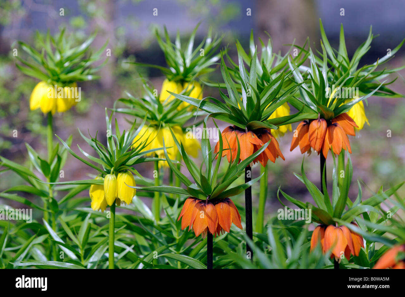 Crown Imperial or Kaiser's Crown (Fritillaria imperialis) Stock Photo