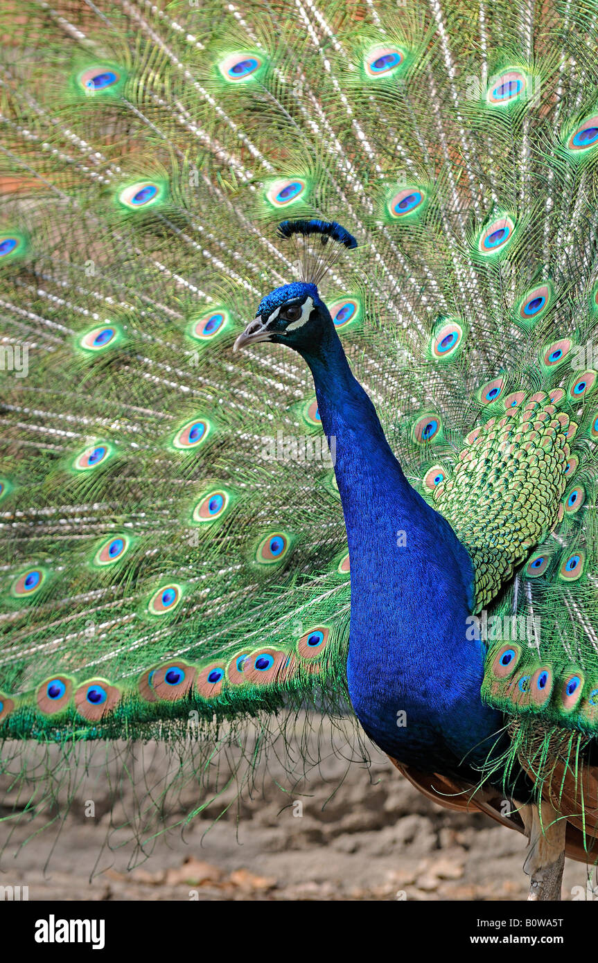 Blue Peacock or Indian Peafowl (Pavo cristatus) Stock Photo