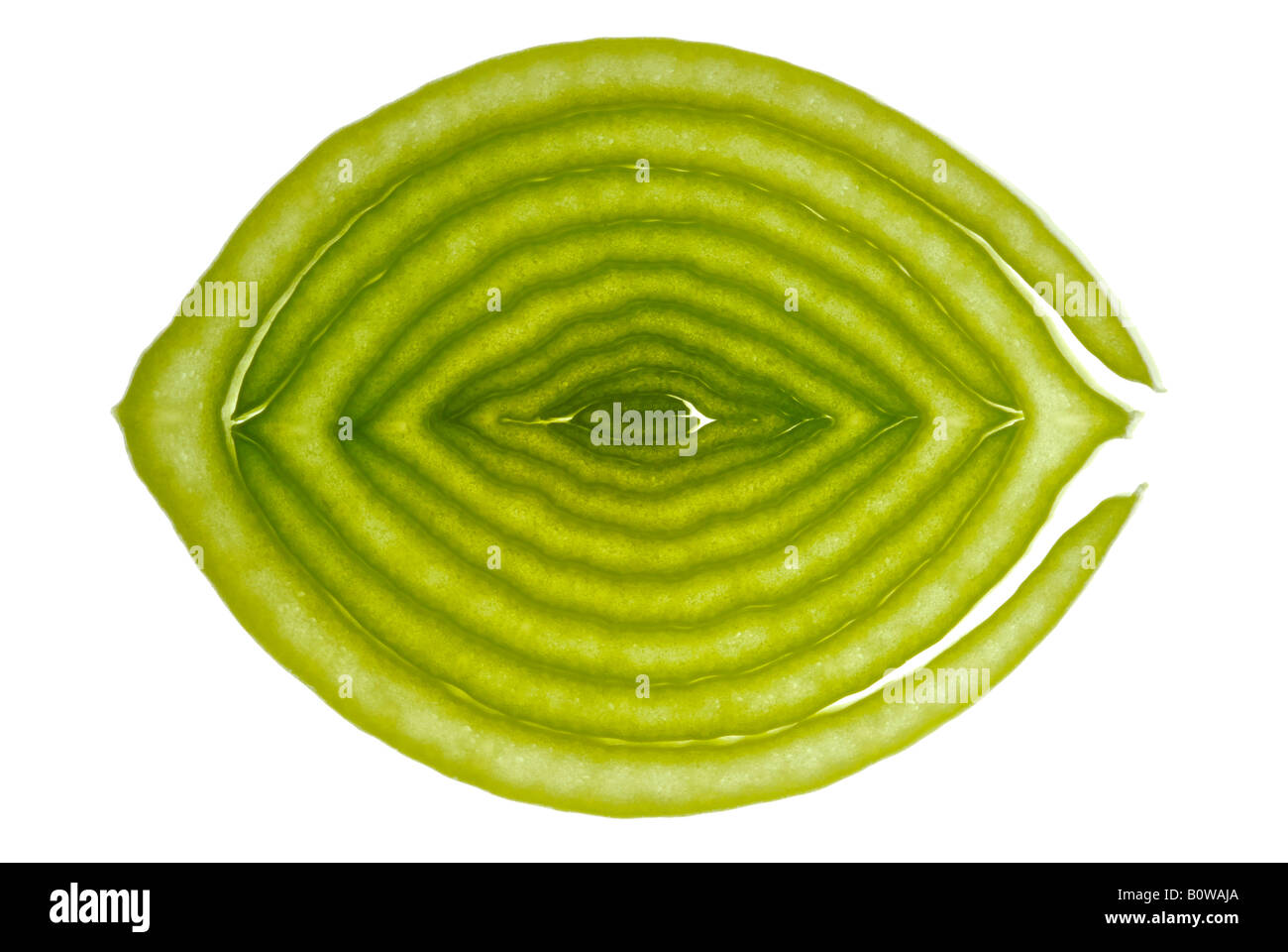 Cross-section of a leek, cutout Stock Photo