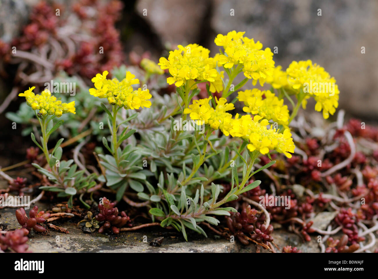 Mountain Alyssum or Mountain Madwort (Alyssum montanum), endangered plant species Stock Photo