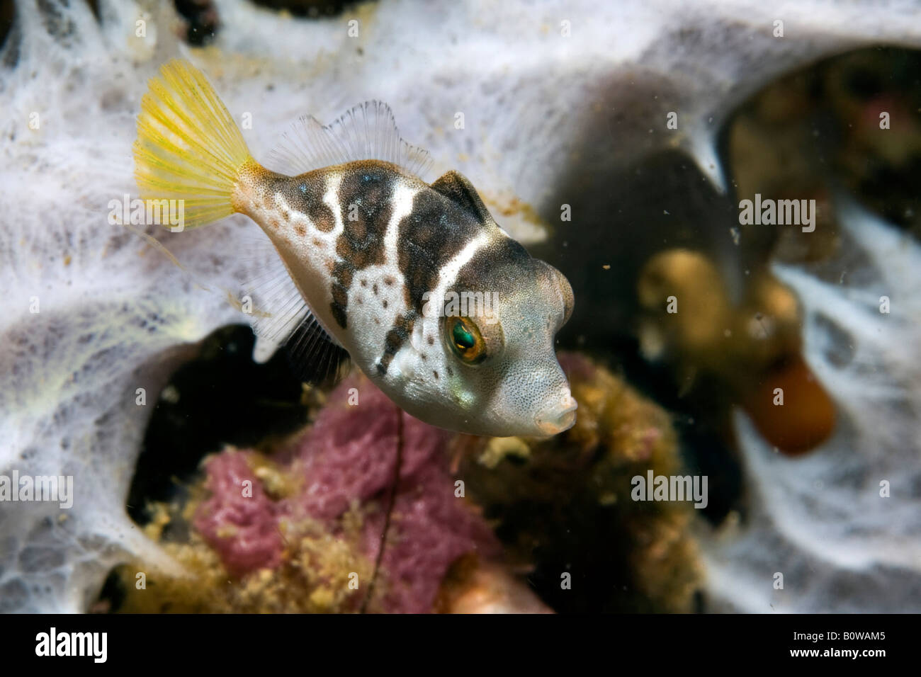 Valentinni's Sharpnose Puffer or Black Saddled Toby Pufferfish (Canthigaster valentini), poisonous fish, colouration imitated b Stock Photo