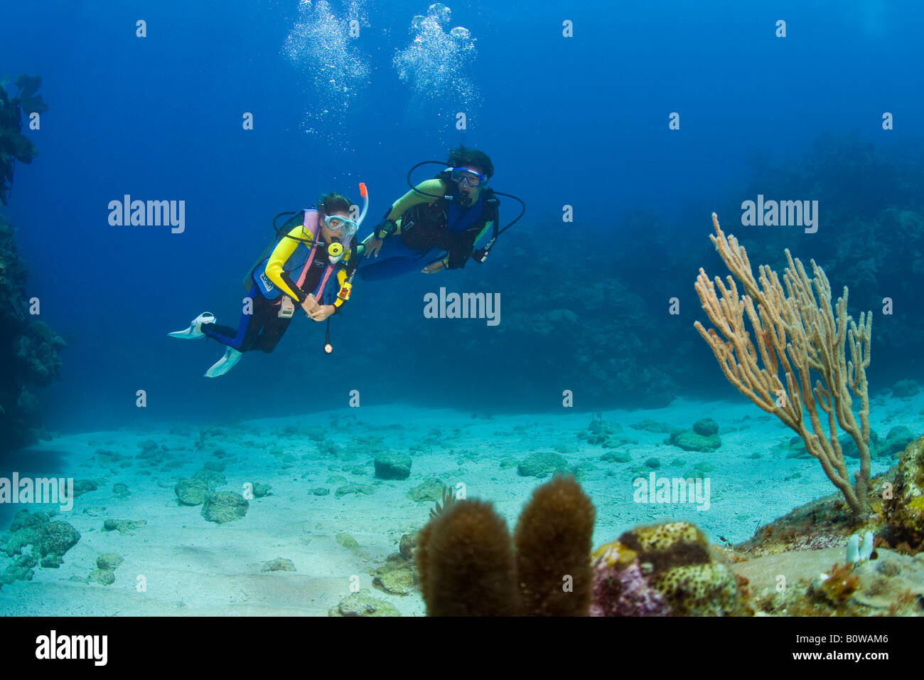 Mother and daughter scuba diving, Roatan, Honduras, Caribbean Stock