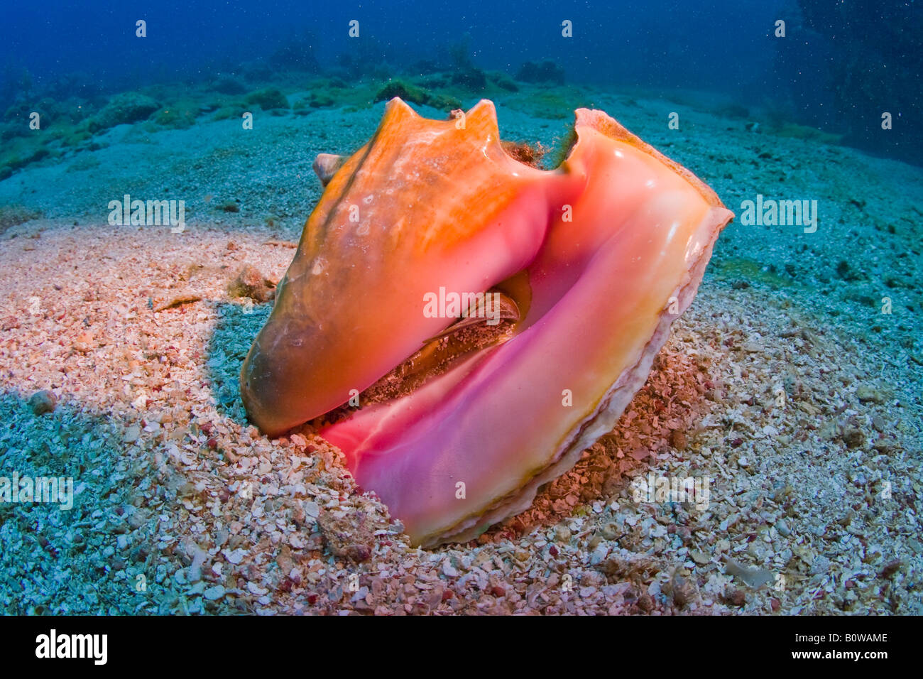 Queen Conch shell (Strombus gigas), Roatan, Honduras, Caribbean Stock Photo