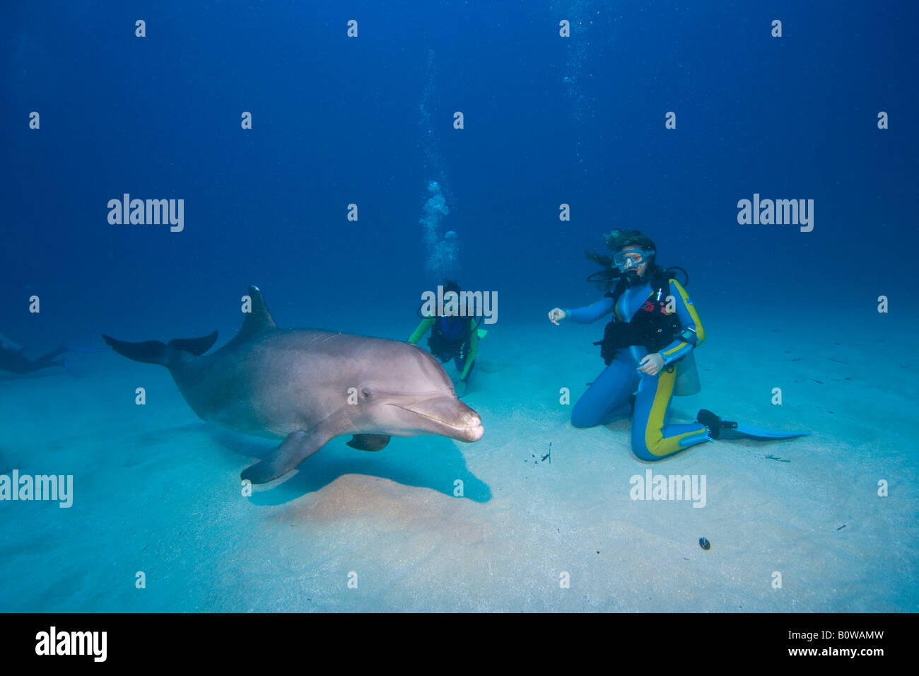 Tame Bottlenose Dolphin (Tursiops truncatus) and scuba divers on the ocean floor, tourist attraction, Roatan, Honduras, Caribbe Stock Photo