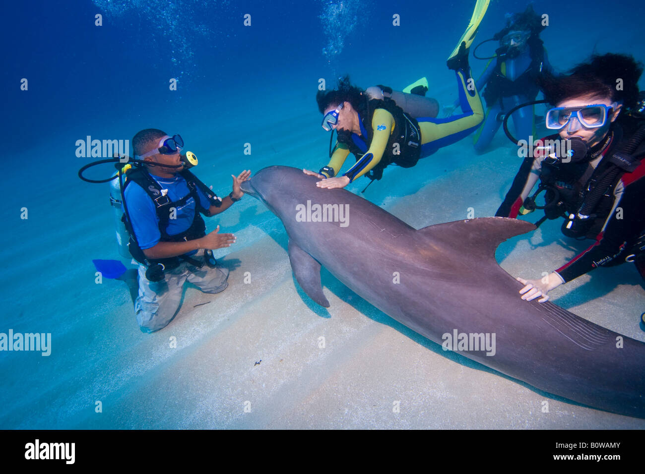 Tame Bottlenose Dolphin (Tursiops truncatus) and scuba divers on the ocean floor, tourist attraction, Roatan, Honduras, Caribbe Stock Photo