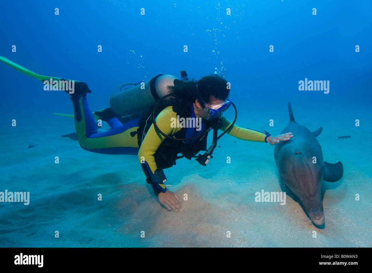 Tame Bottlenose Dolphin (Tursiops truncatus) and scuba diver on the ocean floor, tourist attraction, Roatan, Honduras, Caribbean Stock Photo