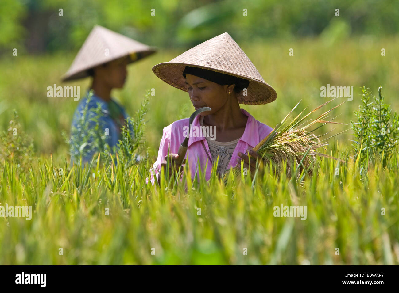 Rice farmers, female, harvesting rice, holding rice in her hand, Lombok