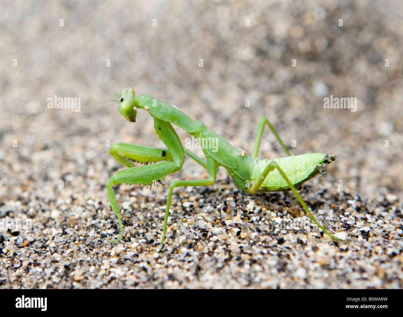 Praying Mantis (Mantis religiosa) on beach sand, Lombok Island, Lesser Sunda Islands, Indonesia Stock Photo