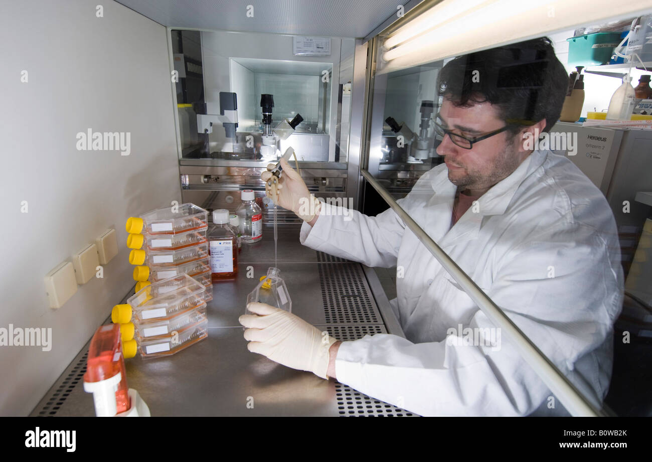 Stem cell research, Max Planck Institute for Medical Research, molecular genetics, scientist, laboratory worker cultivating ste Stock Photo