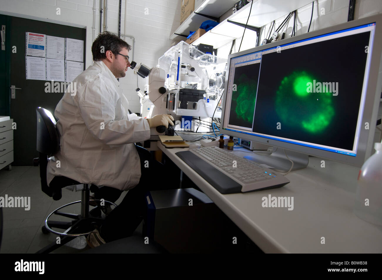 Stem cell research, Max Planck Institute for Molecular Genetics, laboratory technician observing nerve cells through a microsco Stock Photo