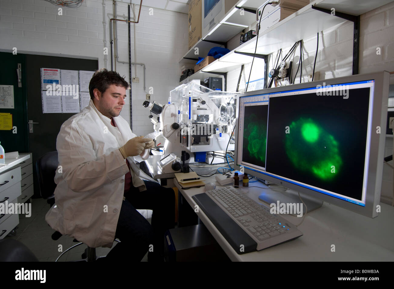 Stem cell research, Max Planck Institute for Molecular Genetics, laboratory technician observing nerve cells through a microsco Stock Photo