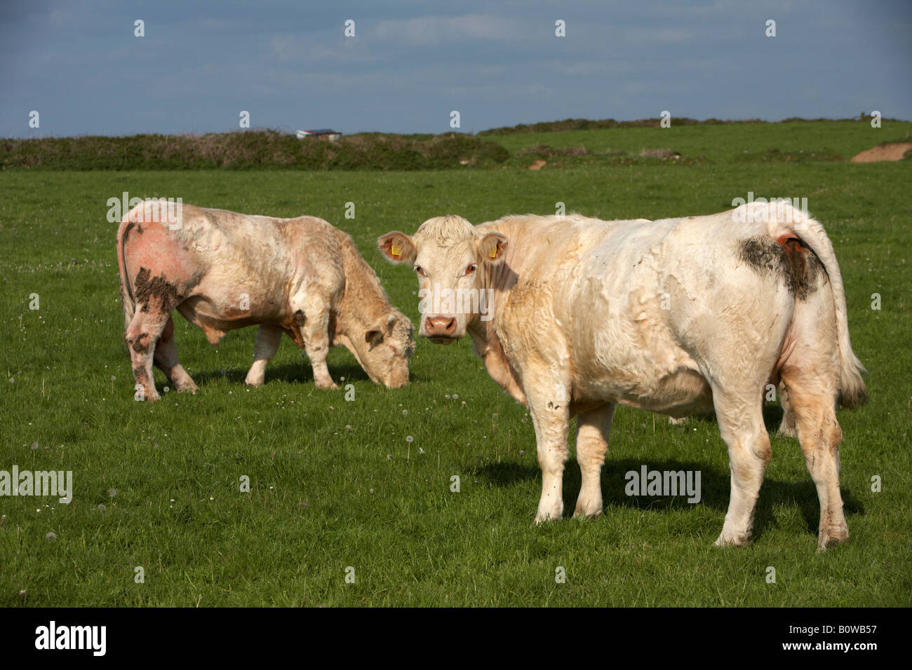 two charolais beef cattle with ear tags one grazing one looking to