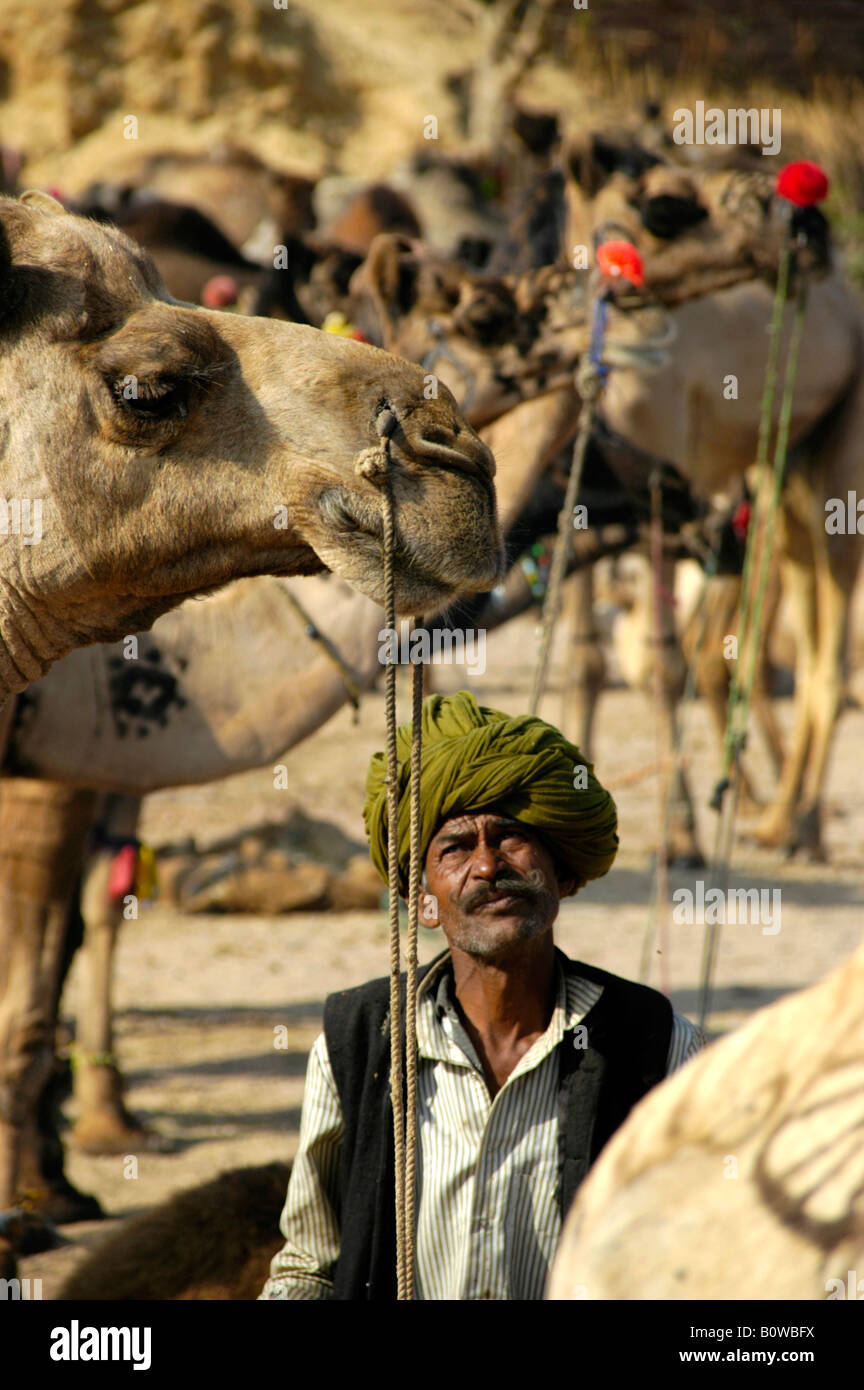 Camel owner wearing a turban looking up at his animals at a market in Karauli, Rajasthan, India Stock Photo