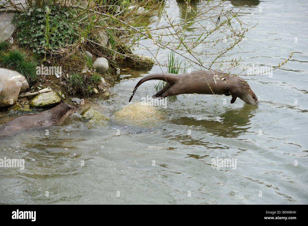 Eurasian Otter (Lutra lutra) jumping into the water Stock Photo