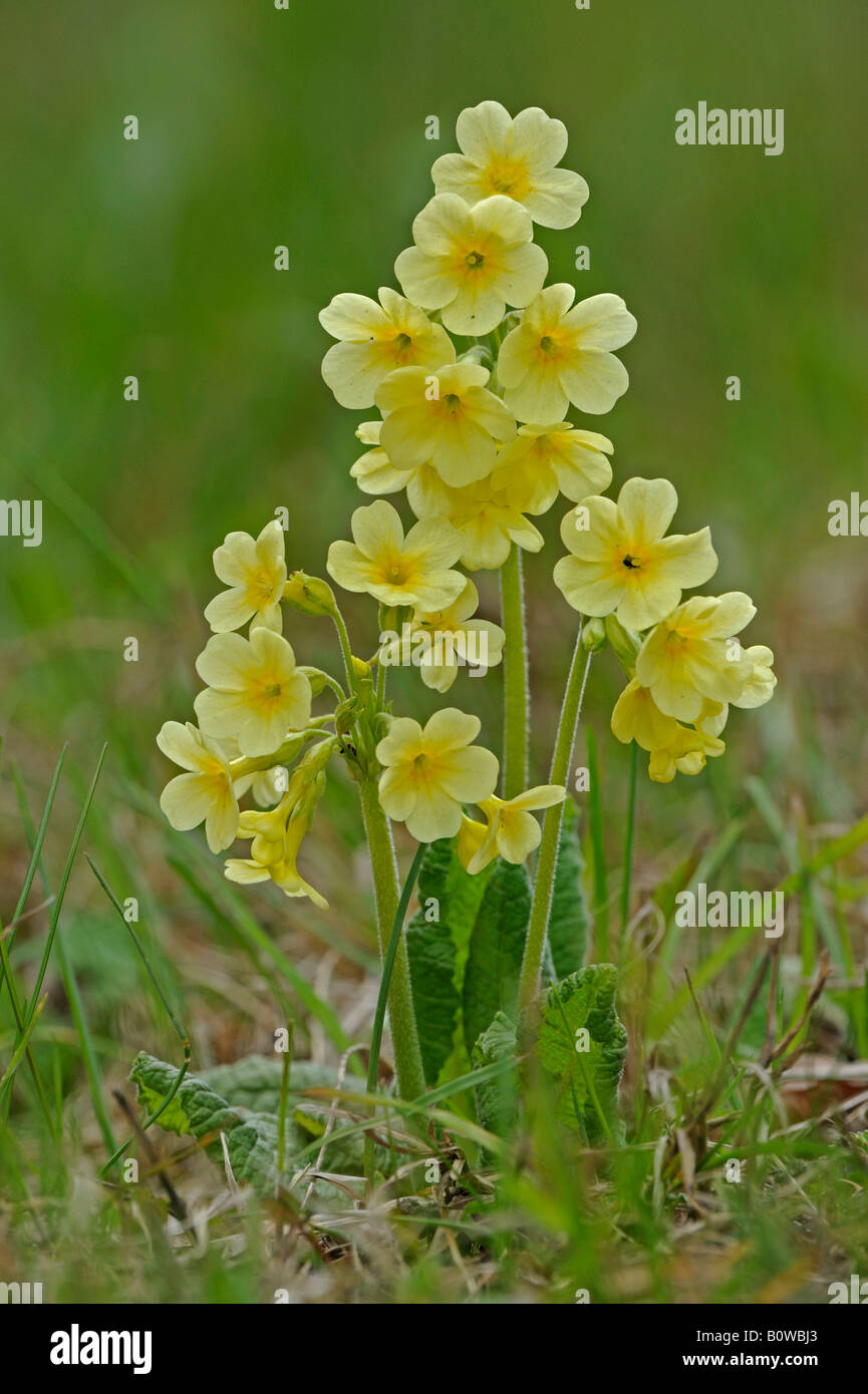 Oxlip or True Oxlip (Primula elatior) Stock Photo