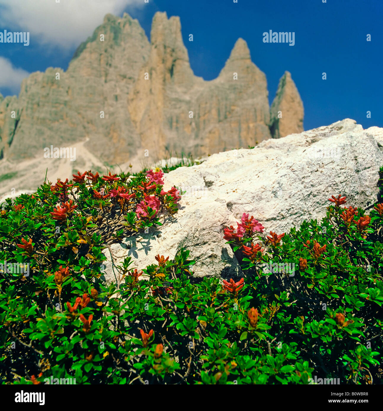 Garland Rhododendron or Hairy Alpine Rose (Rhododendron hurisutum), Alps, Austria, Europe Stock Photo