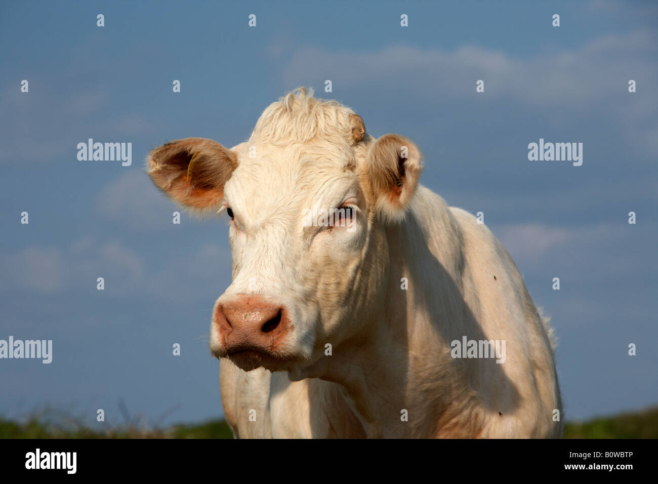charolais beef cow with ear tag looking to camera county sligo republic of ireland Stock Photo