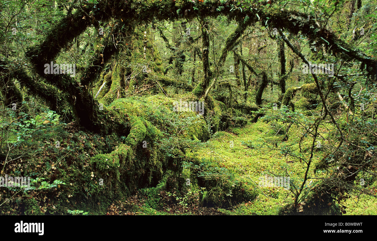 Rainforest, Lake Gunn Nature Walk, Fiordland National Park, New Zealand Stock Photo