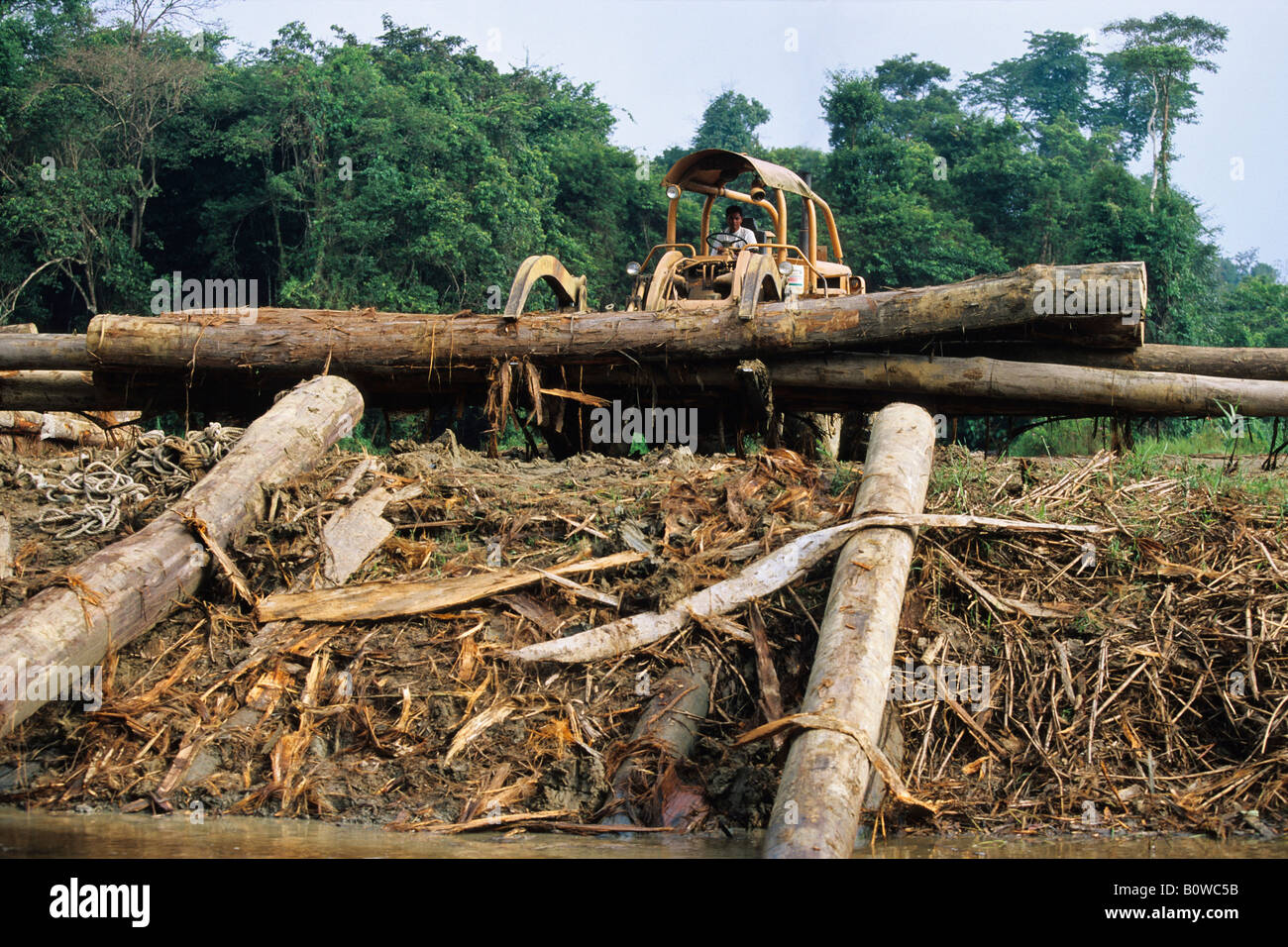 Destruction of the rainforest, deforestation, Borneo, Southeast Asia Stock Photo