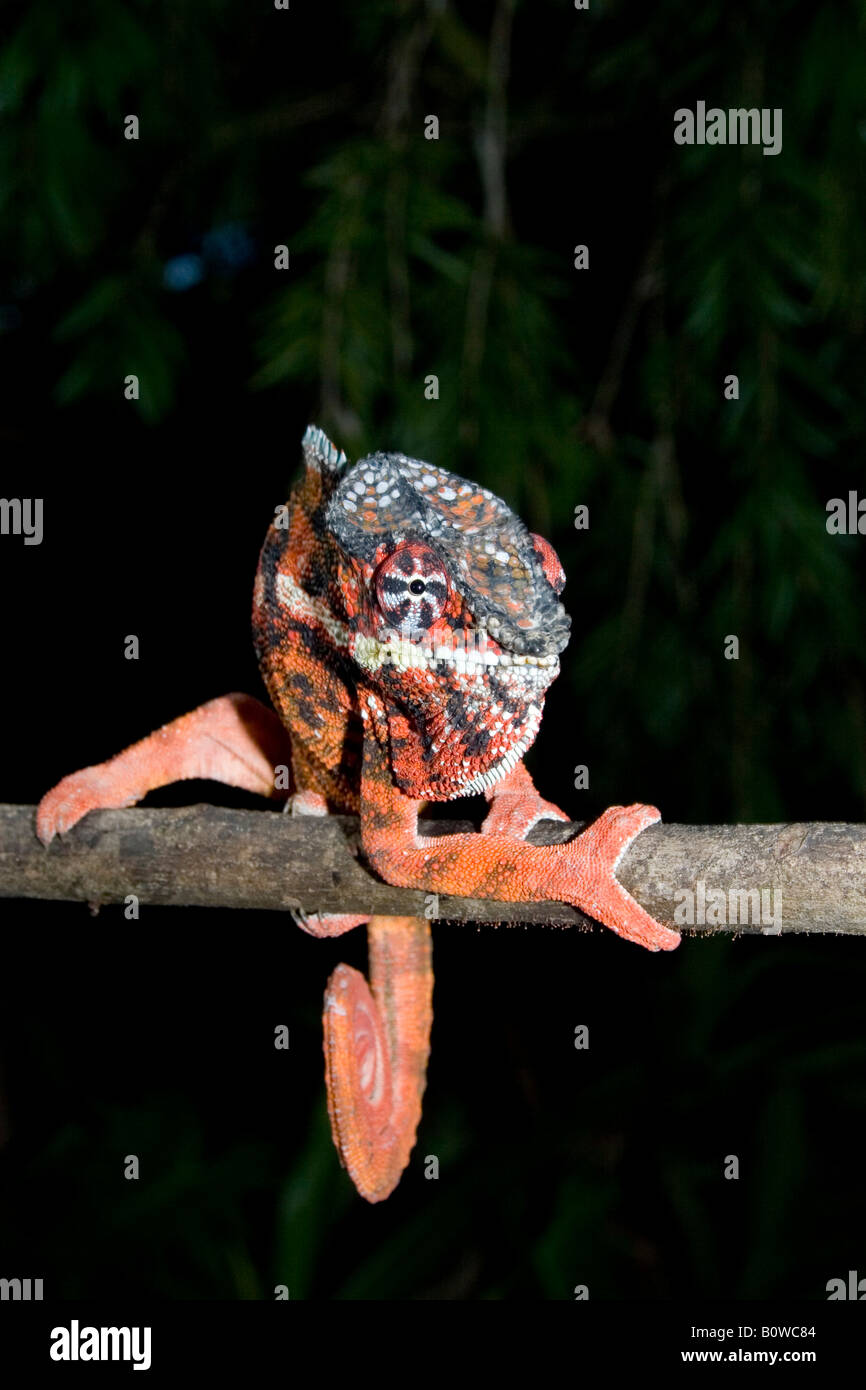 Male Panther Chameleon (Furcifer pardalis), Madagascar, Africa Stock Photo