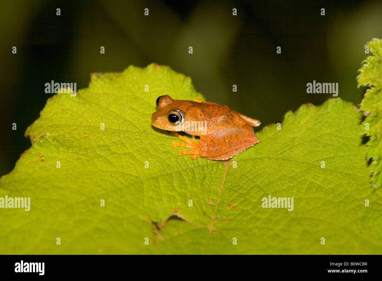 Malagasy or Bright-eyed Frog (Boophis), Madagascar, Africa Stock Photo