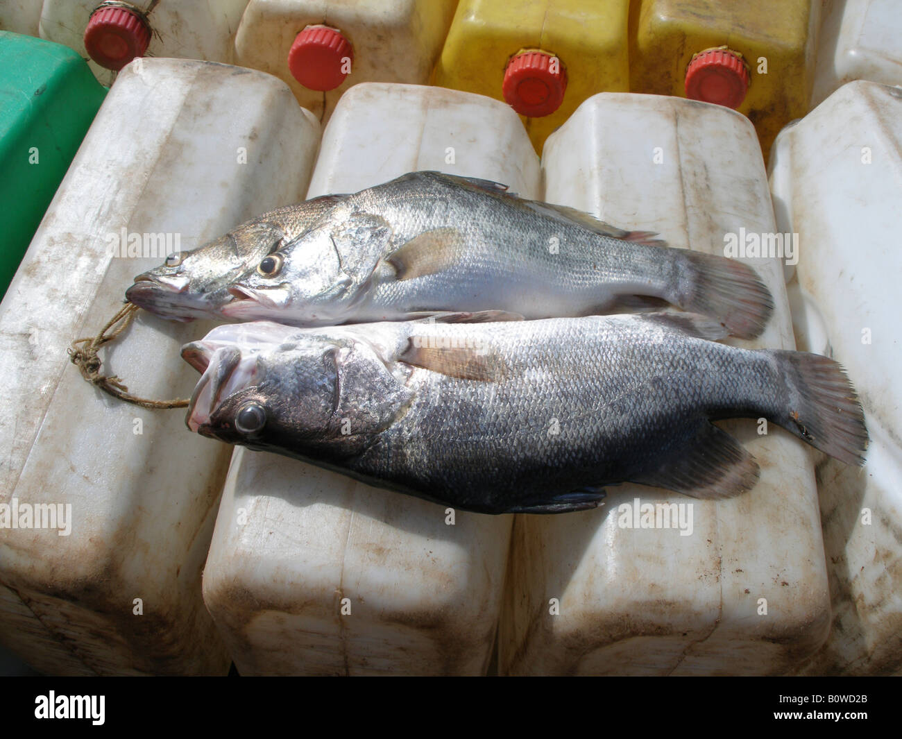 Freshly caught tilapia fish from Lake Victoria, Uganda Stock Photo Alamy