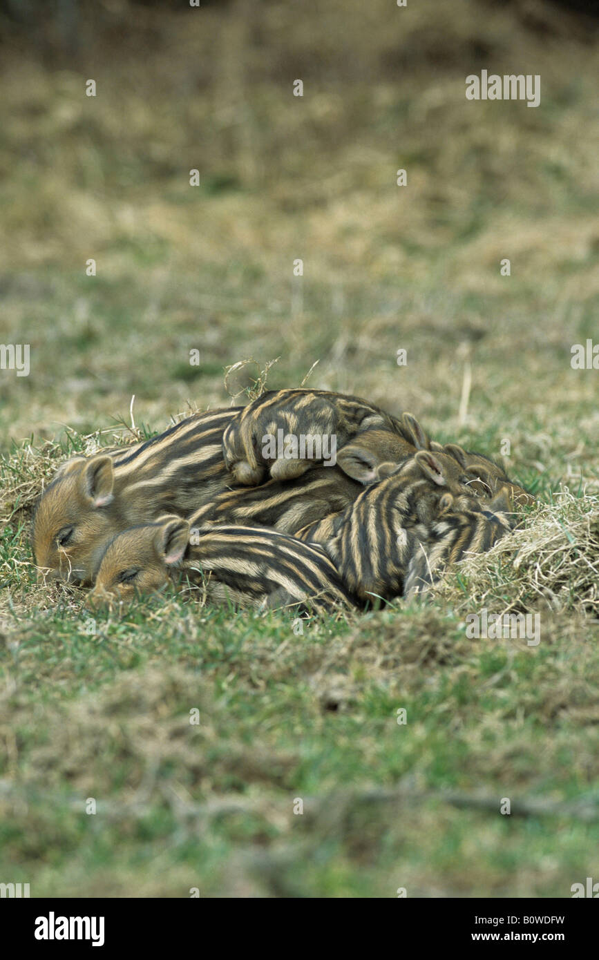 Piglets asleep hi-res stock photography and images - Alamy