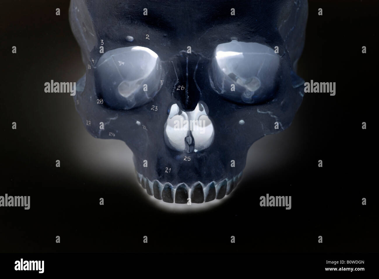 Human skull, X-ray image Stock Photo