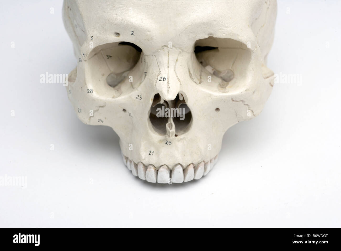 Human skull Stock Photo