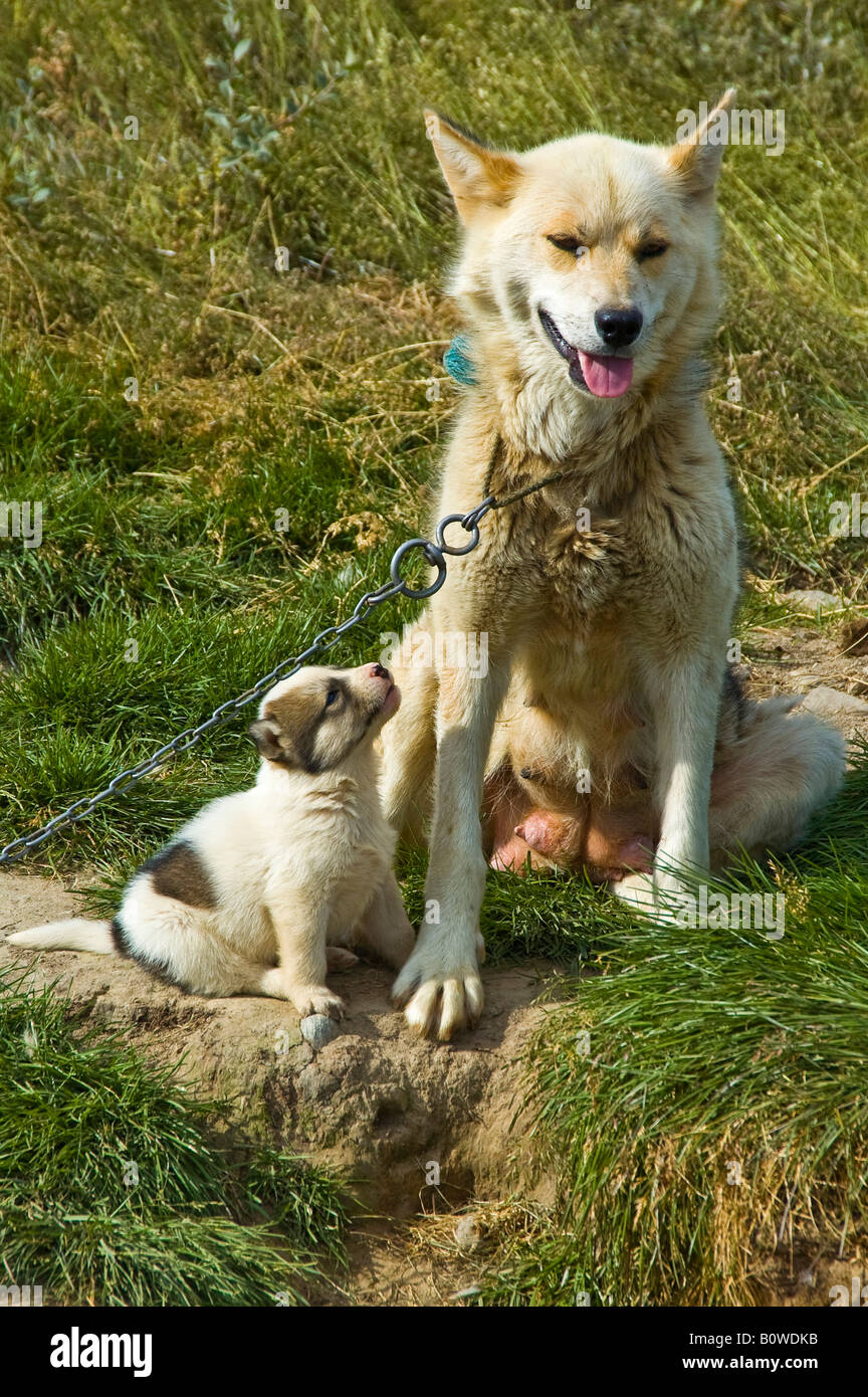 Greenland Dog with puppy (Canidae), sled dog, Greenland, Arctic Stock Photo