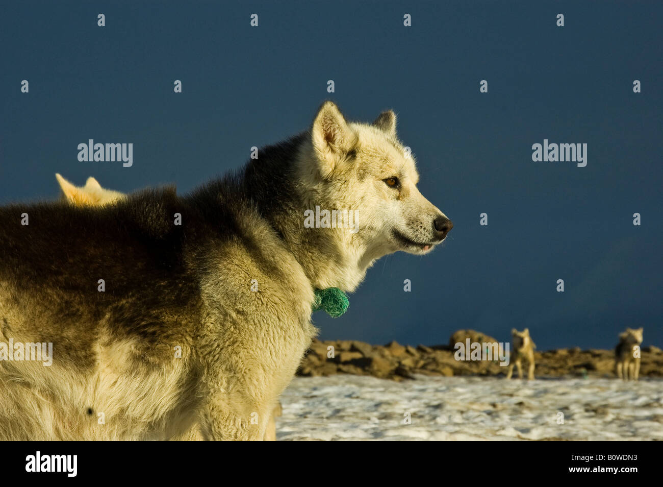 Sled dog, Greenland Dog, Disko Island, Greenland Stock Photo