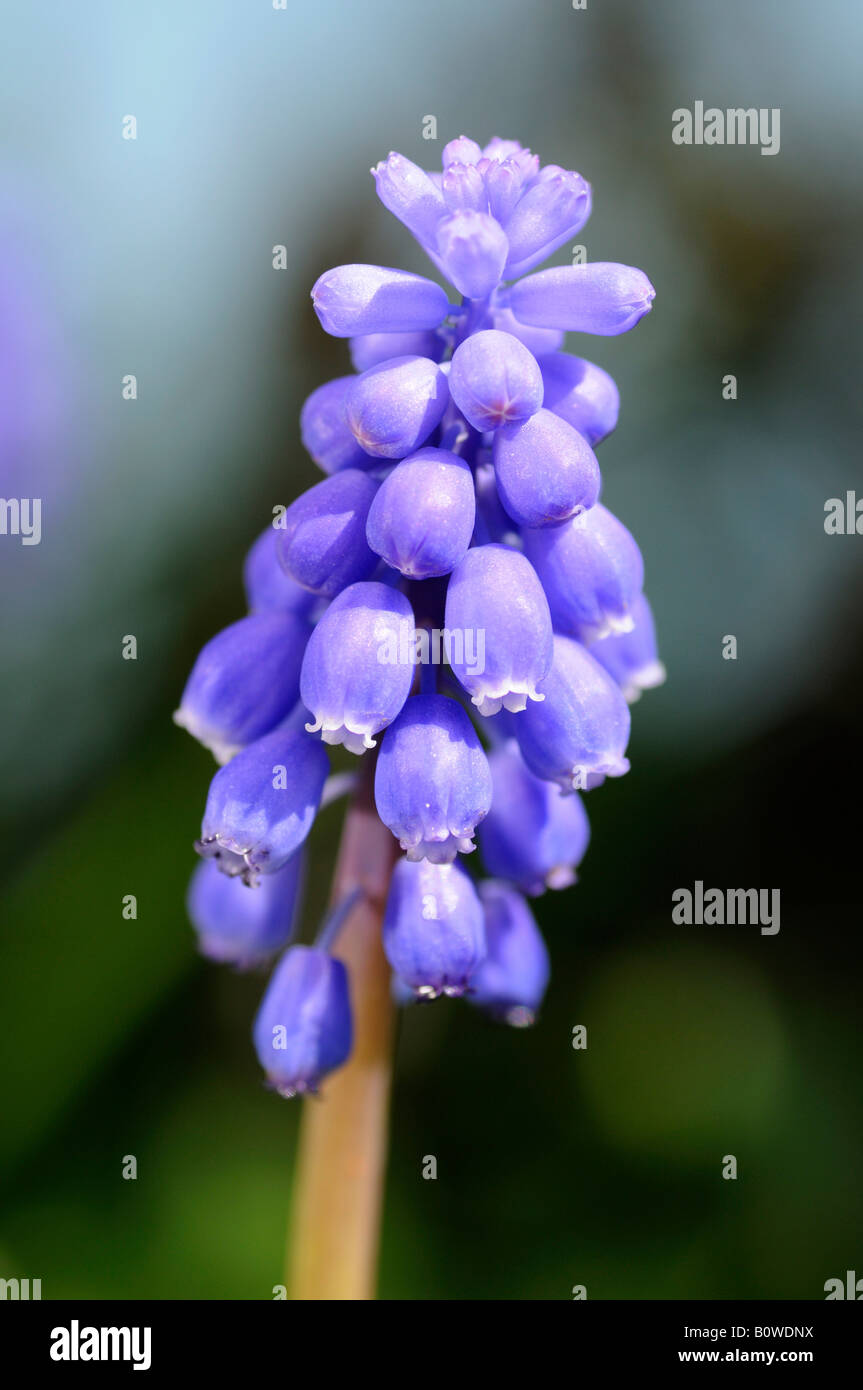 Common Grape Hyacinth (Muscari botryoides) blossoms Stock Photo