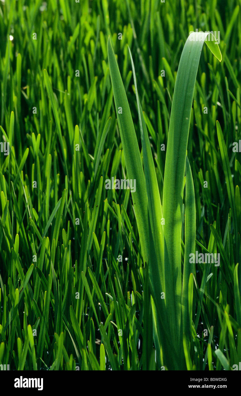 Wiese gras meadow grass hires stock photography and images Alamy