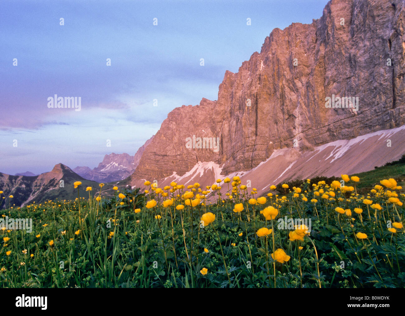 Meadow - or Tall Buttercups (Ranunculus acris), Lalidererwaende, rock faces in the evening light, Karwendel Range, Tyrol, Austr Stock Photo