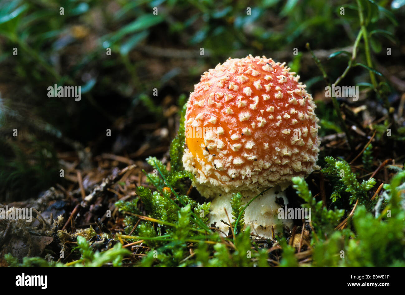 Fly Agaric mushroom (Amanita muscaria) on damp, mossy forest soil Stock Photo
