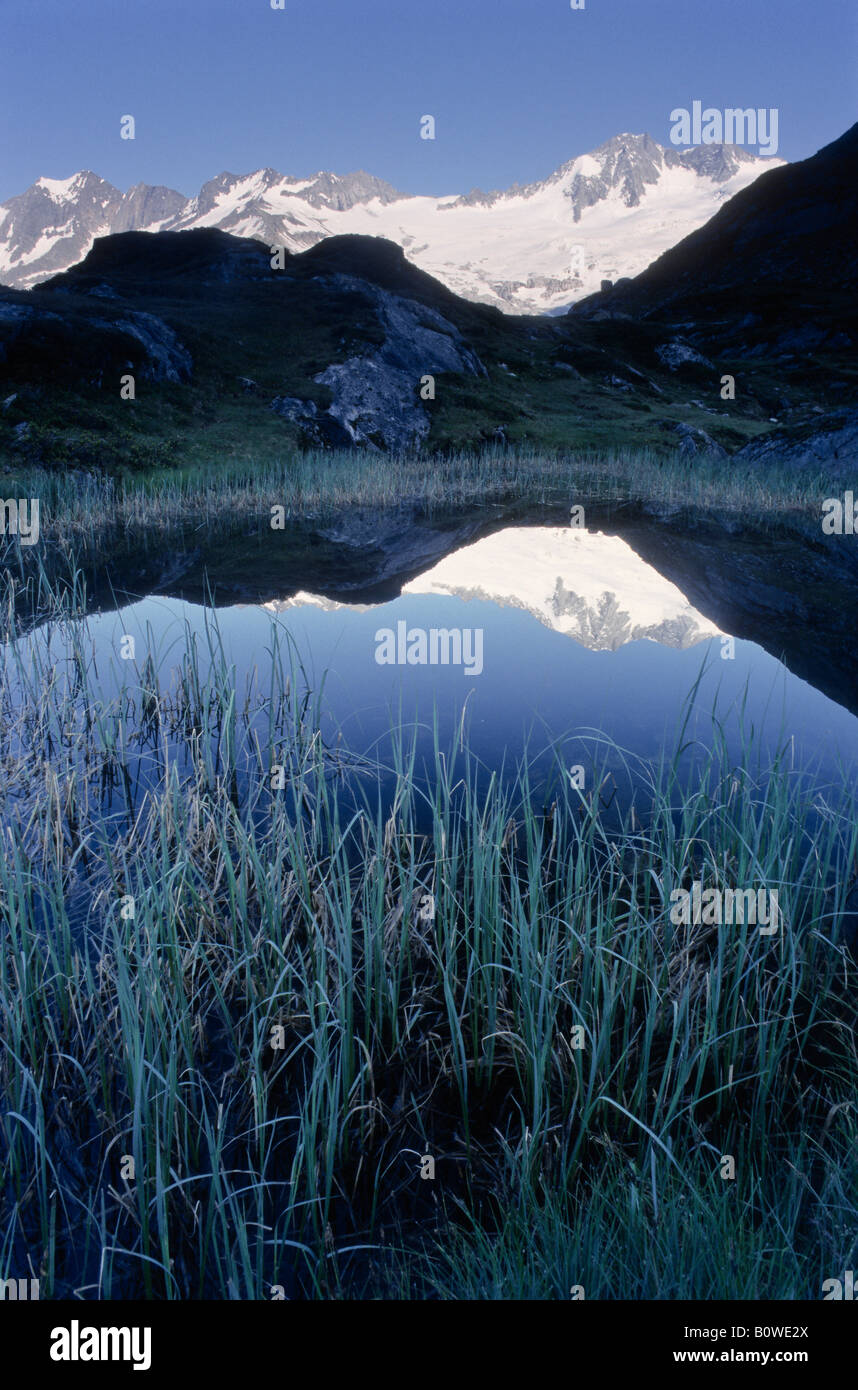 Reeds and grass hi-res stock photography and images - Alamy