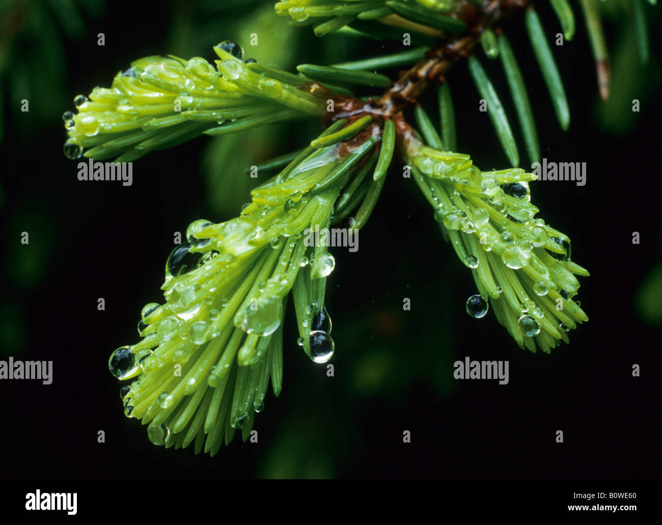 Drops of water on a young spruce twig (Picea) Stock Photo