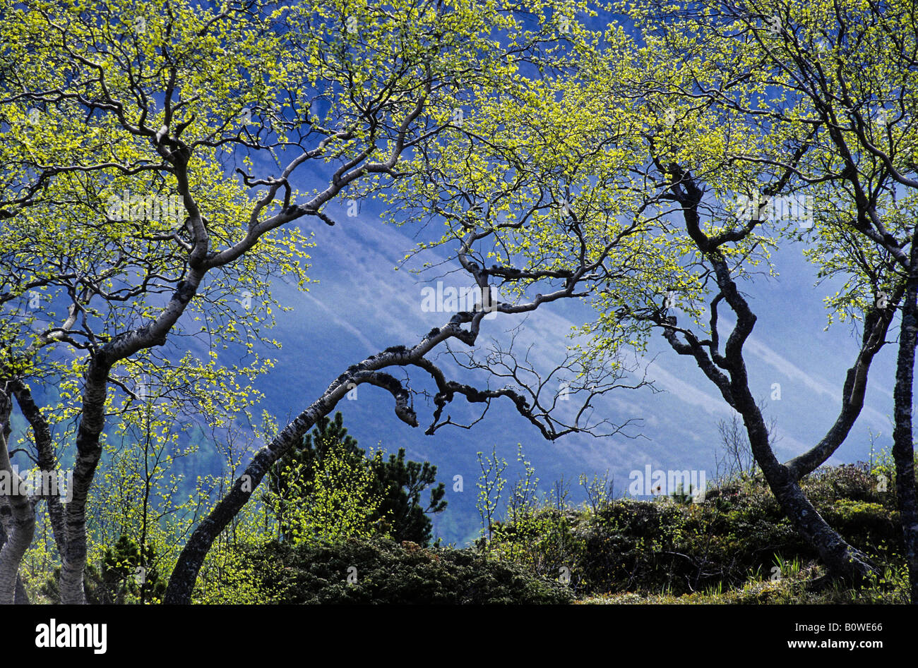 Young Dwarf Birches (Betula nana), Dolomites, Province of Bolzano-Bozen, Italy, Europe Stock Photo