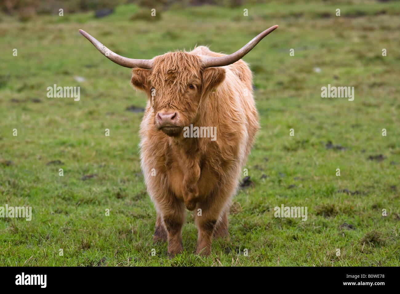 Portrait of a highland cattle hi-res stock photography and images - Alamy
