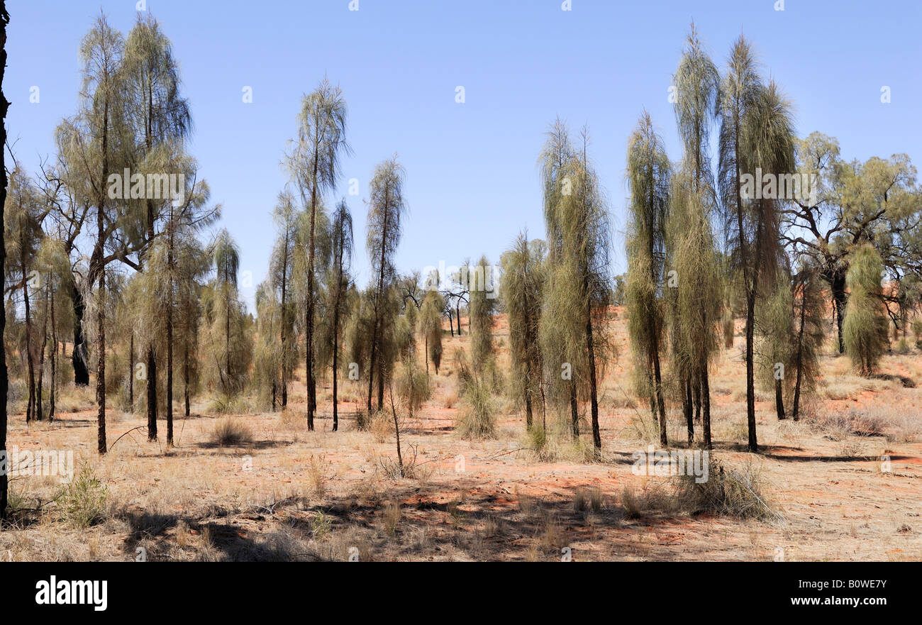 Desert Oaks (Allocasuarina decaisneana) growing alongside Luritja Road, Northern Territory, Australia Stock Photo