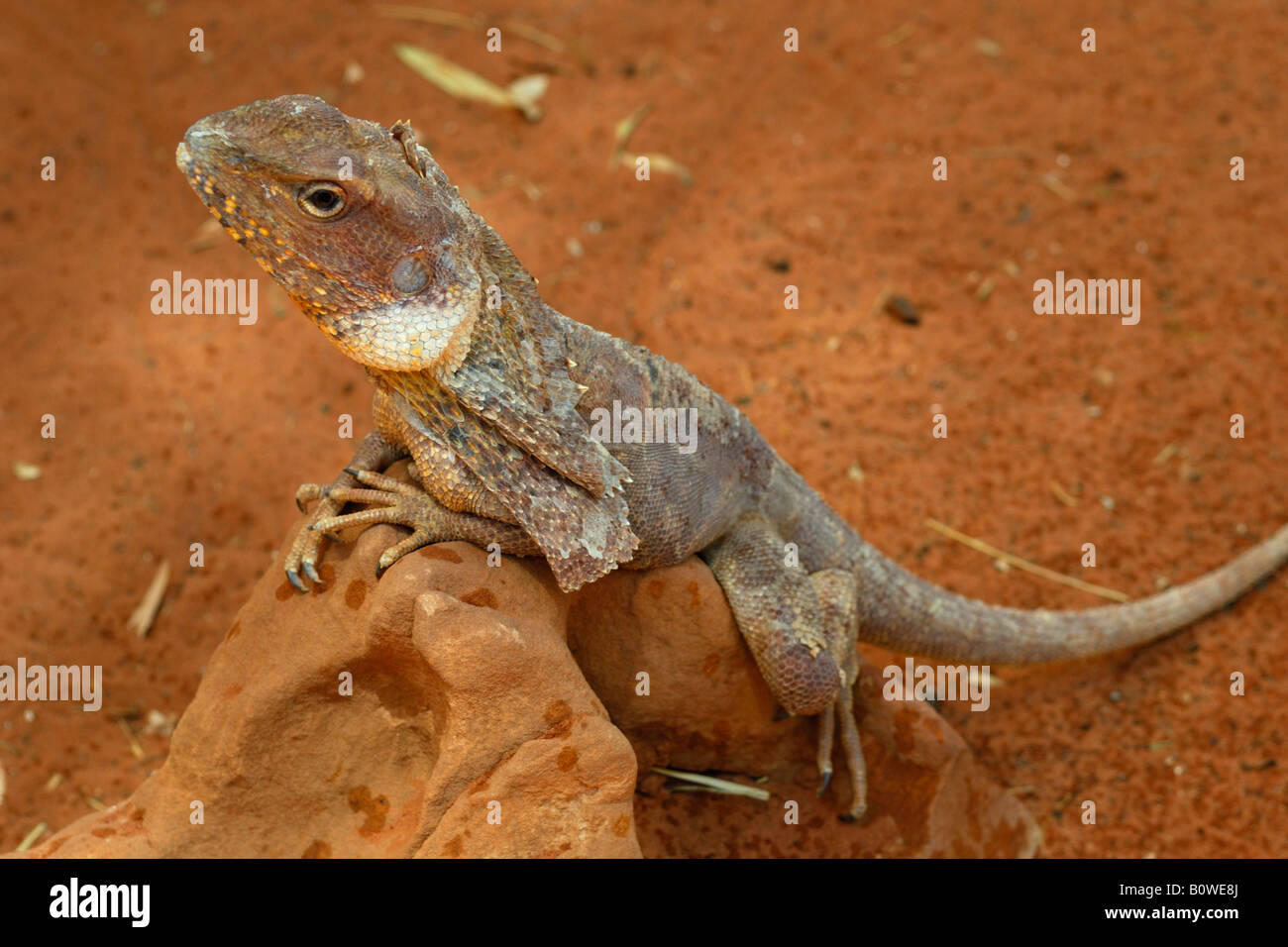 Frill-necked - Frilly Lizard or Frilled Dragon (Chlamydosaurus kingii), Alice Springs, Northern Territory, Australia Stock Photo