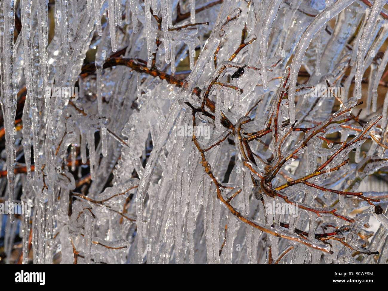 Icicles hanging from the branches of a Common Hazel tree Stock Photo