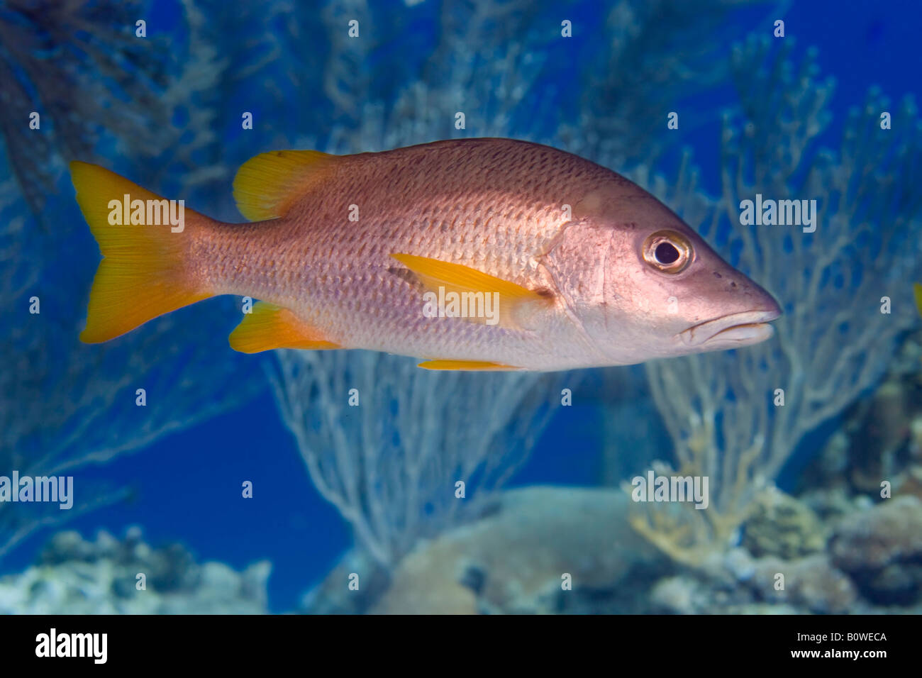 Schoolmaster snapper 2024