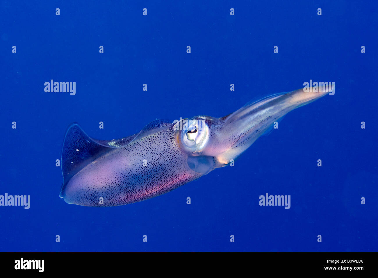 Bigfin Reef Squid, Oval Squid (Sepioteuthis lessoniana), Roatan, Honduras, Caribbean Stock Photo