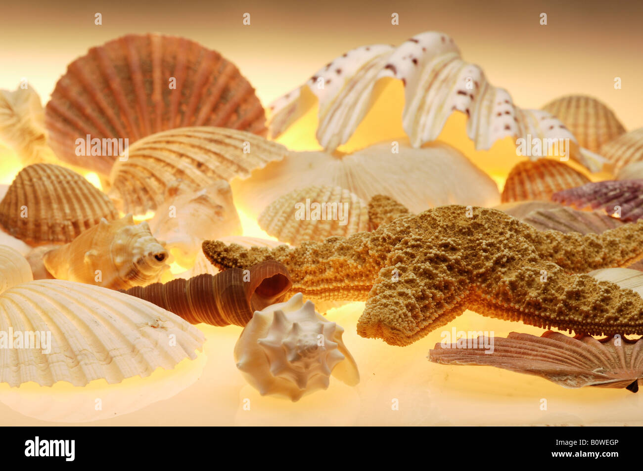 Assorted shells, seashells Stock Photo