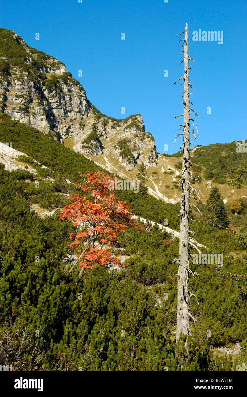 Loan red leafed European Rowan tree (Sorbus aucuparia) next to a dead tree trunk surrounded by Mountain Pines (Pinus mugo) on a Stock Photo